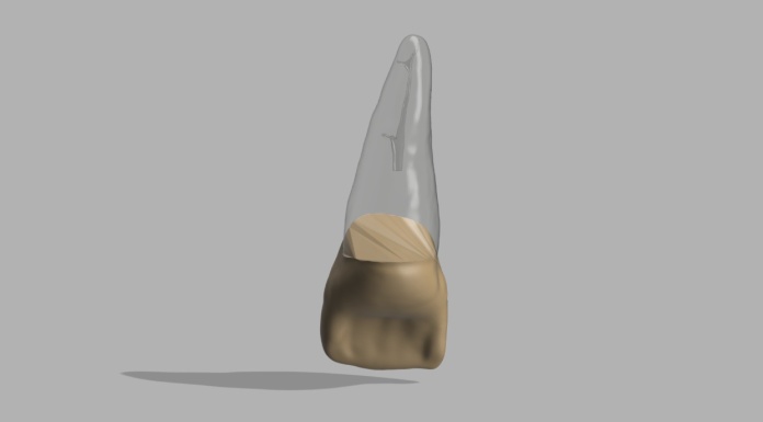 Model zęba BIOMED3D #28